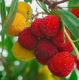Strawberry Tree,  Arbutus Unedo Exotic Fruit Rare Flowering Madroño Seed 15 Seeds