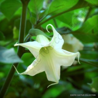 Exotic Brugmansia Arborea @ Rare White Flower Angel 