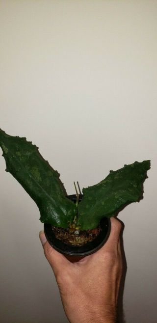 Hoya Undulata Plant With Vine Growth.  Very Rare In Us Ships In 3 " Net Pot