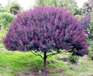 Cootamundra Tree Acacia Baileyana Purpurea Rare Flowering Wattle Purple 10 Seeds