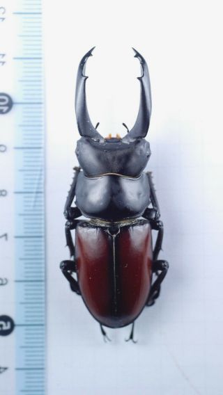 Lucanidae Dorcus Macleayii 63mm China Yunnan Very Rare