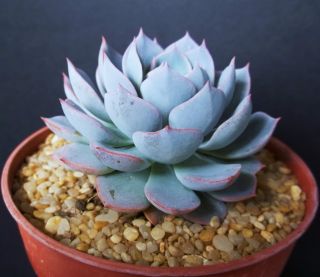 Echeveria Subsessilis Blue Rare Succulent Hen And Chicks Plant Seed - 15 Seeds