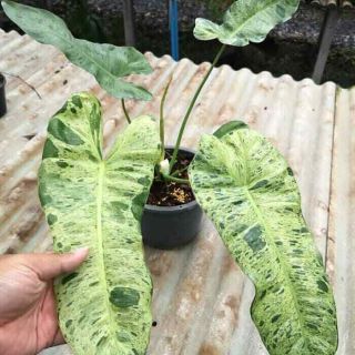 Philodendron Barbosa Variegated Rare