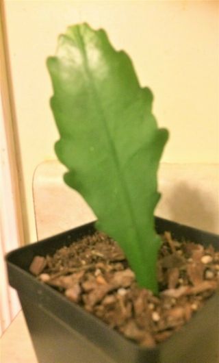 Rare Epiphyllum 2) Rare German Empress Rooted Starter Plants In 1) 4 " Pot