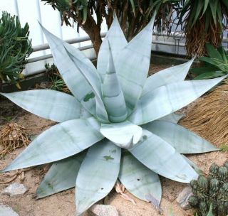 Agave Guiengola,  Creme Brulee Exotic Succulent Aloe Plant Rare Seed - 15 Seeds