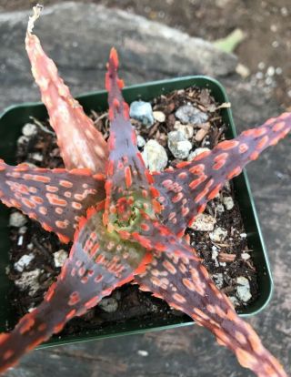 A,  Aloe Neon Nici Rare Colorful Hybrid Texture Succulent Kelly Griffin