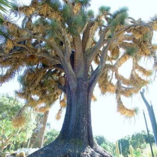 Yucca Filifera,  Rare Palm Tree Desert Agave Garden Exotic Aloe Seed 15 Seeds