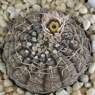 Gymnocalycium Ragonesei Rare Cactus Cacti Seed 20 Seeds