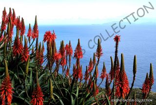 Rare Aloe Arborescens Kranz Vera Healing Medicinal Succulent Plant Seed 10 Seeds