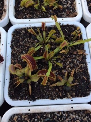 Dionaea Muscipula Jaws Smiley (very Rare)