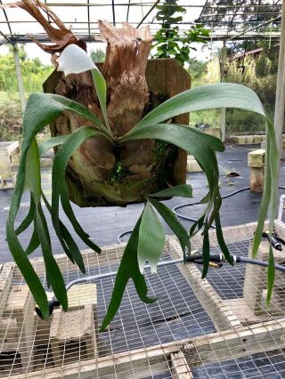 Platycerium White Hawk - Rare Staghorn Fern - Multiple Plants On This Mount Look