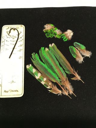 Emerald Cuckoo Feathers Salmon Fly Tying Flies Rare