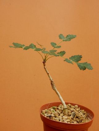 Boswellia Dioscoridis - Succulent - Caudex - Rare - Socotra - Seedling