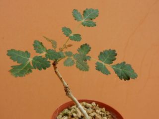 Boswellia dioscoridis - Succulent - Caudex - Rare - Socotra - Seedling 2