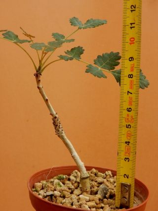 Boswellia dioscoridis - Succulent - Caudex - Rare - Socotra - Seedling 3