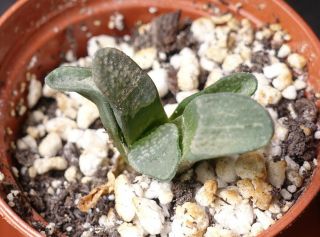 Haworthia Groenewaldii (selected Seed Grown) - Extremely Rare Succulent