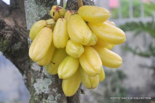 Averrhoa Bilimbi Tropical Cucumber Tree Carambola Rare Fruit Fresh Seed - 5 Seeds