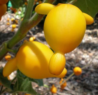 Nipplefruit Exotic Solanum Mammosum Titty Rare Fruit Cow 