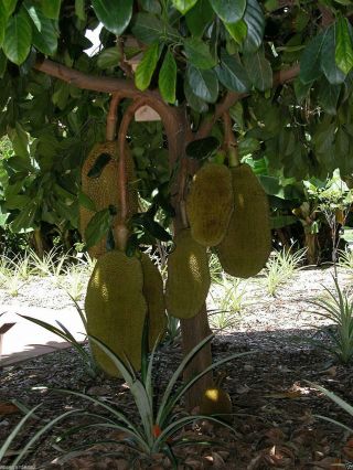 Rare Dwarf Sweet Jackfruit Deep Orange Color Fruit Fruit Seeds - 5 Seed