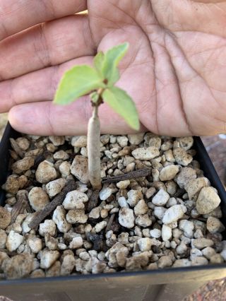 Commiphora Myrrha Seedling Very Rare Plant