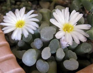 Frithia Humilis,  Exotic White Flower Rare Cactus Mesembs Cacti Seed 15 Seeds