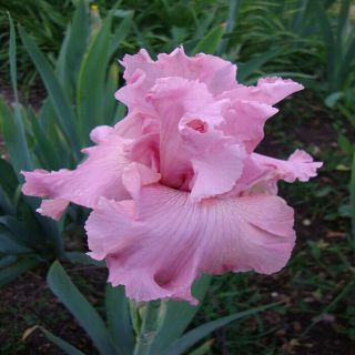 Rare Pink 2 Iris Bulbs Flower Balcony Easy Care Planting Landscape