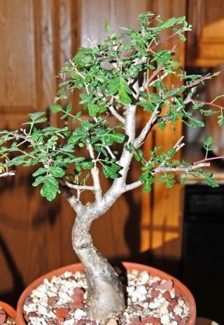 Rare Pachycormus Discolor,  Elephant Tree Caudiciform Caudex Bonsai Seed 5 Seeds