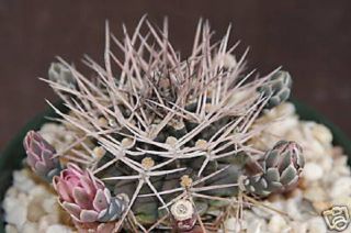 Gymnocalycium Schickendantzii Rare Cactus Seed 20 Seeds