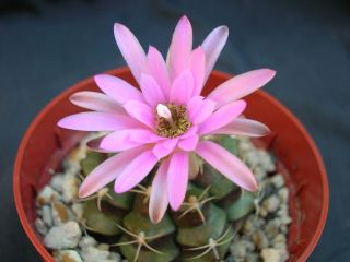 Gymnocalycium Damsii,  Rare Cactus Exotic Flowering Color Succulent Seed 20 Seeds