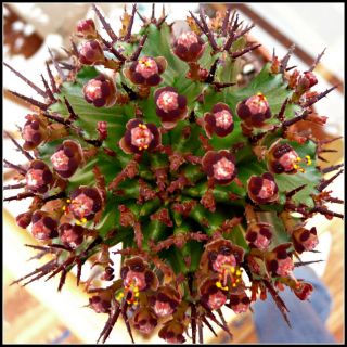 Euphorbia Polygona Horrida Rare Succulent Rare African Garden Plant Seed 5 Seeds