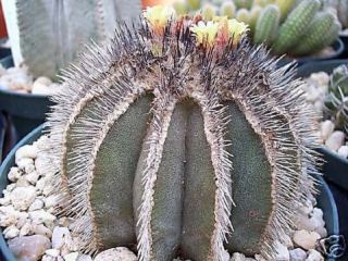 Uebelmania Pectinifera,  Rare Cactus Cacti Seed 10 Seeds