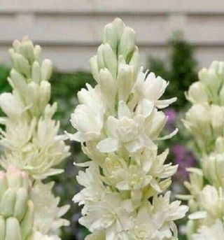 Supreme Polianthes Tuberosa Double The Pearl Bulbs Stunning Flower Rare Balcony