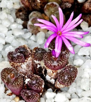 Conophytum Rubrolineatum,  Rare Mesembs Exotic Rock Living Stones Seed - 15 Seeds