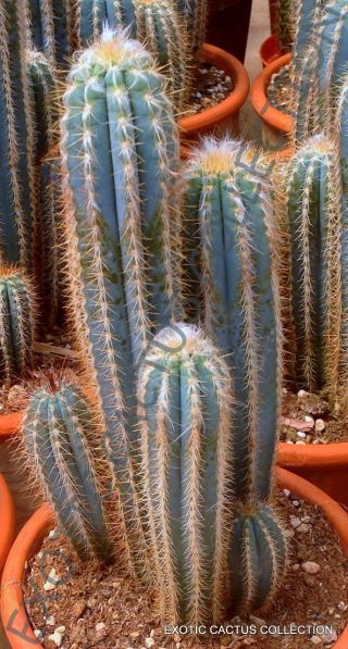 Rare Pilosocereus Odilensis @j@ Exotic Color Columnar Cacti Cactus Seed 10 Seeds