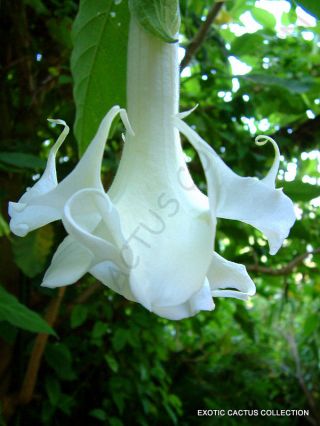 Rare Brugmansia Arborea White Flower Angel 