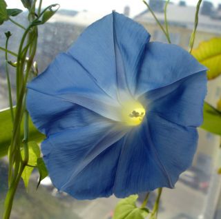 40g Heavenly Blue Morning Glory Seeds Rare 1000 Seeds Climbing Vine Flower