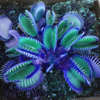 Egrow 100pc Blue Venus Flytrap Insectivorous Plant Seeds Rare Dionaea - Muscipula