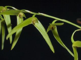 Bulbophyllum Elisae Very Rare Orchid Species - Pineapple Bulbs