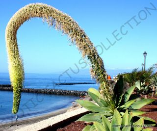 Rare Agave Attenuata Spineless Agaves Succulent Plant Seed Aloe Gardens 15 Seeds