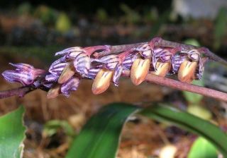 Bulbophyllum Limbatum Orchid Species Very Rare