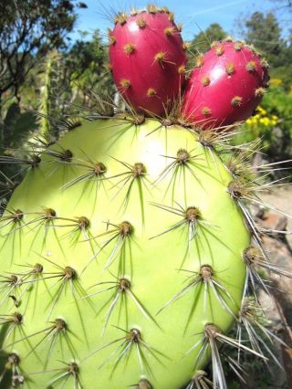 Opuntia Oricola,  Rare Chaparral Pricklypear Cactus Exotic Nopal Seed 20 Seeds