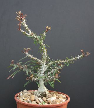 Euphorbia Sakarahaensis,  Exotic Caudex Madagascar Rare Cacti Bonsai Seed 5 Seeds