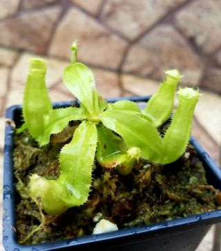 Nepenthes Mirabilis Var.  Echinostoma.  Rare Lowland Carnivorous Pitcherplant.