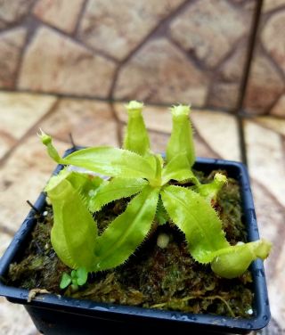 Nepenthes mirabilis var.  echinostoma.  Rare Lowland Carnivorous Pitcherplant. 2
