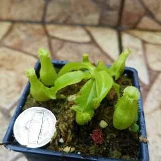 Nepenthes mirabilis var.  echinostoma.  Rare Lowland Carnivorous Pitcherplant. 3