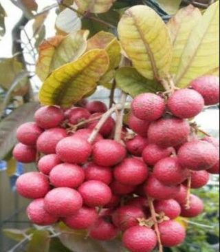 Ruby Longan Tree Grafted,  The Most Wanted Rare Beauty And Sweet Fruit Tree