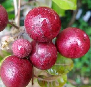Ruby Longan tree Grafted,  The most wanted rare beauty and sweet fruit tree 2