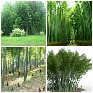 2000 Fresh Moso_bamboo_seeds Phyllostachys Pubescens Giant Bamboo Rare
