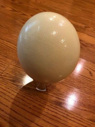 Rare Large Ostrich Egg Emptied And Cleaned With Single Hole Taxidermy Crafts