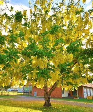 Cassia Fistula,  Rare Golden Shower Tree Gold Rush Yellow Flower Seed 10 Seeds